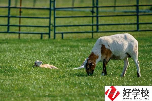 張家界旅游學校的優(yōu)勢在哪里？